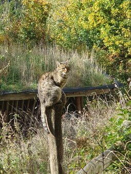 Kocúrik a mačička - 3