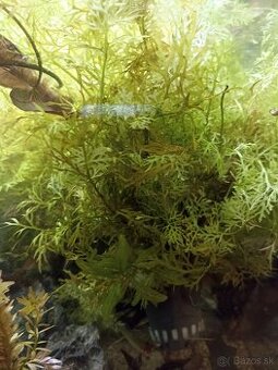 Rastliny do akvaria - 3