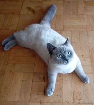 Britský kocúr na krytie - 3