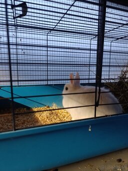 Zákrsly zajačik,zajko,zajac - 3