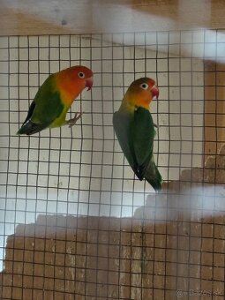 Agapornis Fischer - 3