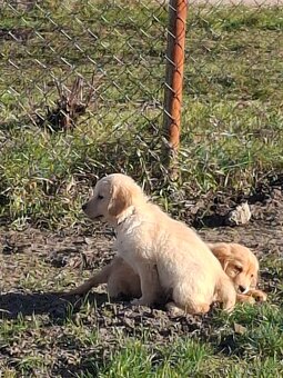 Zlatý retriever - 3