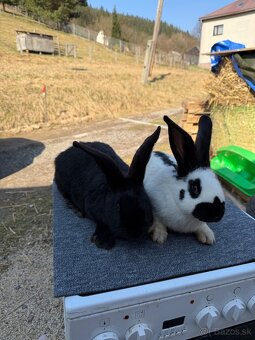 Nemecký obrovitý strakač NOS - 3