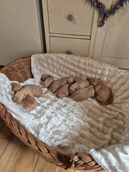 Zlatý retriever šteniatka - 3