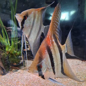 Pterophyllum Santa Isabel - 3
