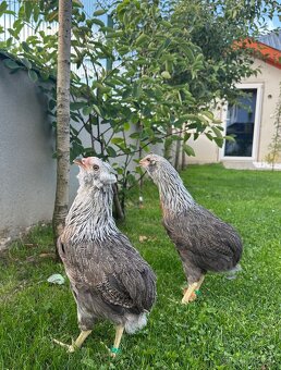 Araucana strieborna - 3
