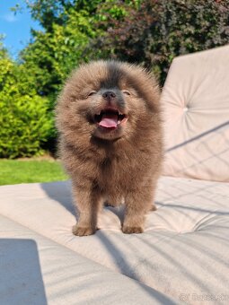 Pomeranian s PP - 3