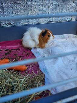 Morské prasiatko - 3