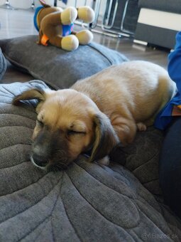 Darujem šteniatko - 3