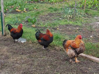 Predám KOHÚTOV Marans medenokrkej - 3