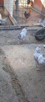 Araucana levander - 3