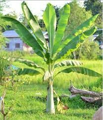 Raritny Bananovnik Snežný - Ensete Glaucum s bielym kmenom - 3