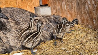 Emu hnedý - 3