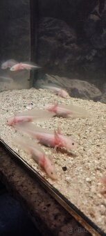Axolotl mexický - 3
