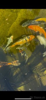 Koi kapre - 3