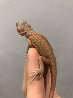 Agama bradata Hypo Trans Leatherback het Zero - 3