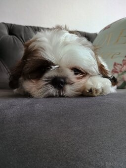 Shih tzu - 3