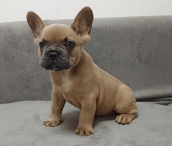 Francuzsky buldoček - 3