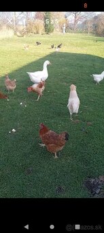 Predám kohutika - 3