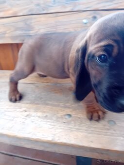 Bavorský farbiar - 3