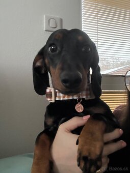 Jazvečík na krytie - 3