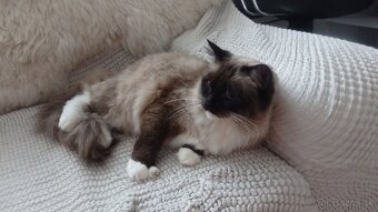 ragdoll,radgoll,mačičky aktuálne k odberu - 3