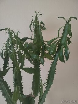 Euphorbia trigona - 3