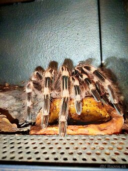 Acanthoscurria geniculata - 3