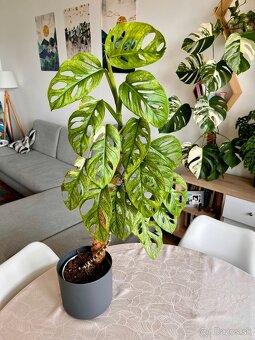 Monstera Adansonii Mint - 3