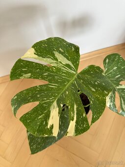 Monstera thai constalation - 3