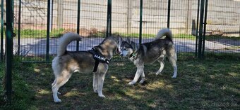 Sibírsky Husky na krytie - 3