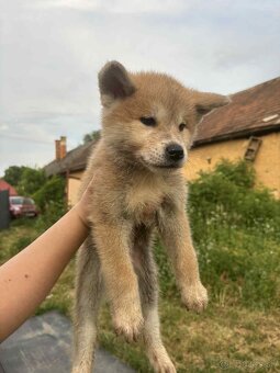 Šteniatka Akita Inu - 3