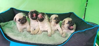 Mops - 3