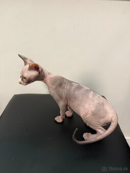 Don Sphynx - 3