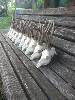 Srnčie trofeje 10ks. - 3