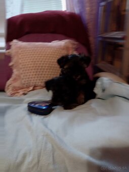 Yorky - 3