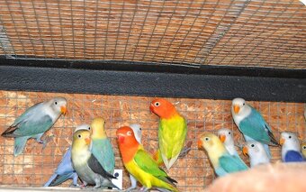 Agapornis fisher - 3