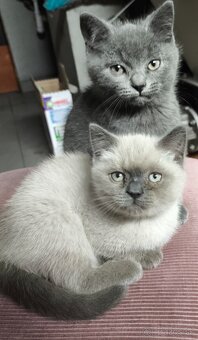 Predám britské mačiatka - 3