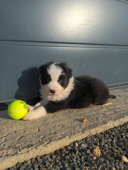 Šteniatka border kólia - 3