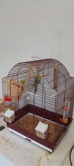 predám zelené andulky pár - 3