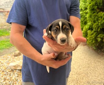 Tricolor Jack Rusell Terrier - 3