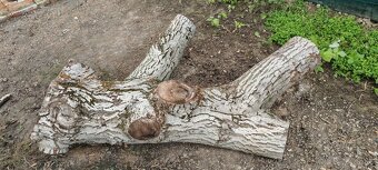Orechový kmen - 3