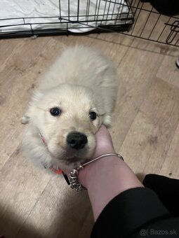 Zlatý Retriever - 3