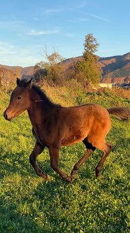 Krásna arabská kobylka na predaj - 3