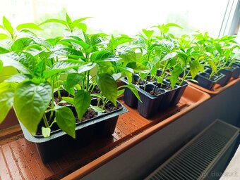 Jalapeno, feferony - 3