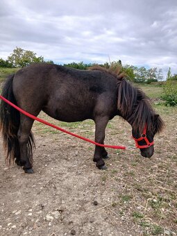 Mini shetland pony kobyla. 70cm. - 3