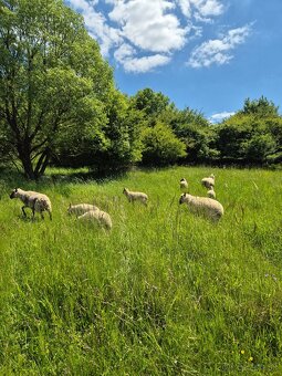 Clun forest - 3