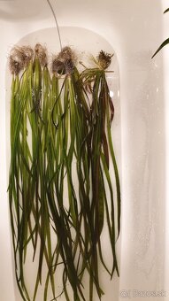 Vallisneria spiralis red - 3