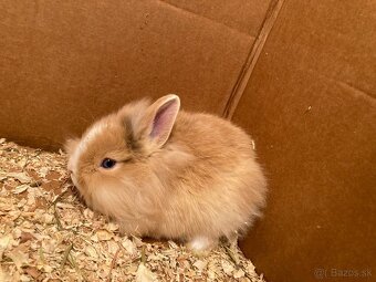 Zakrslý králik, zakrslý zajačik - 3