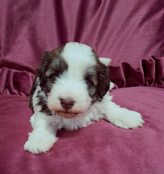 Havanský psík s PP FCI rodokmen - 3